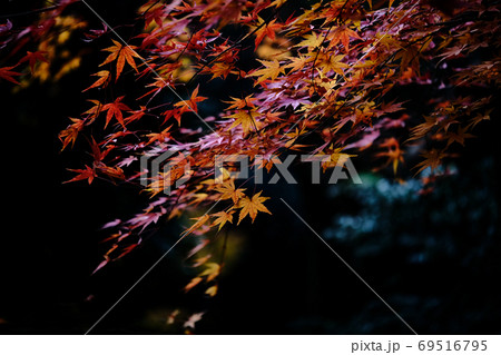 紅葉したもみじ 紅葉したもみじ 69516795