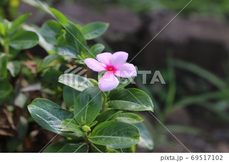 夏の花壇に咲くニチニチソウのピンク色の花の写真素材