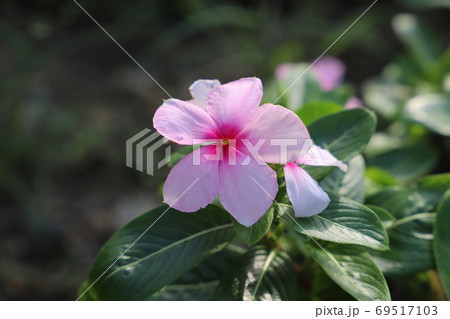 夏の花壇に咲くニチニチソウのピンク色の花の写真素材