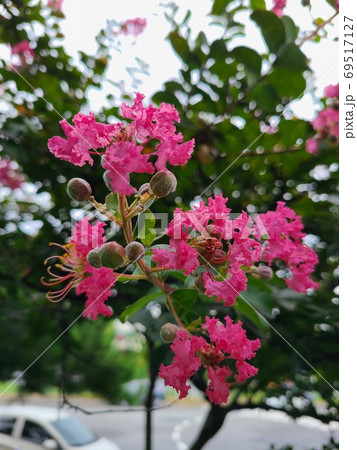 花 花びら 屋外 69517127