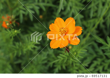 夏の野原に咲くキバナコスモスのオレンジ色の花の写真素材