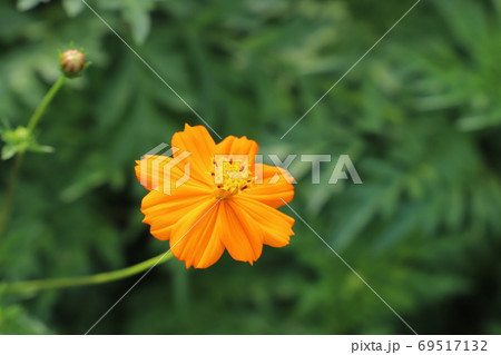 夏の野原に咲くキバナコスモスのオレンジ色の花の写真素材