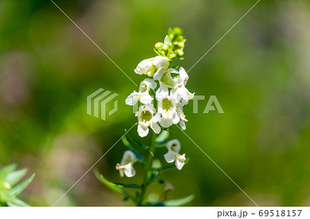 アンゲロニア　ゴマノハグサ科アンゲロニア属 69518157