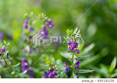 アンゲロニア　ゴマノハグサ科アンゲロニア属 69518159