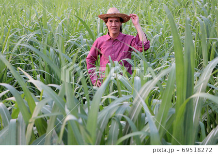 Man farmer standing with the hand on his hat in the sugarcane fa 69518272