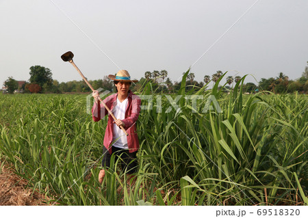 Man farmer with hoe in hand working in the sugarcane farm and we Man farmer with hoe in hand working in the sugarcane farm and we 69518320