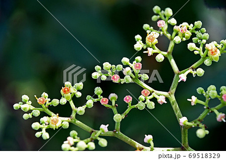 ヤブガラシの花の写真素材