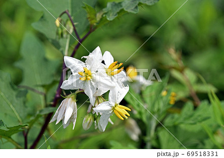 シロバナワルナスビ 白花悪茄子 の花の写真素材