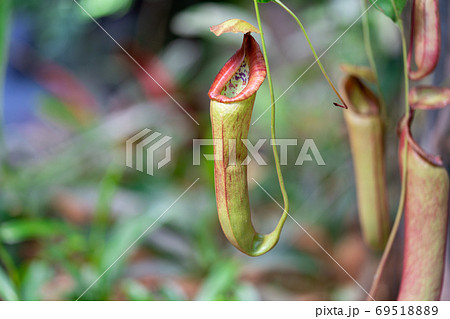 ウツボカズラ ウツボカズラ科ウツボカズラ属 ウツボカズラ ウツボカズラ科ウツボカズラ属 69518889