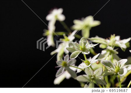 伊予雲竜・大文字草の花 69519687