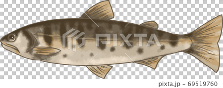 リアルな手書きのヤマメのイラストのイラスト素材