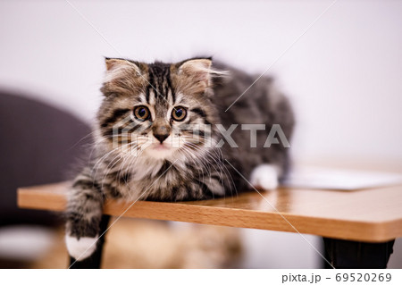 Cute tabby cat with yellow eyes and long whiskers. 69520269