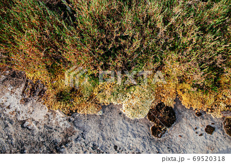 Green fresh moss growing on stone in tropical forest close up Green fresh moss growing on stone in tropical forest close up 69520318