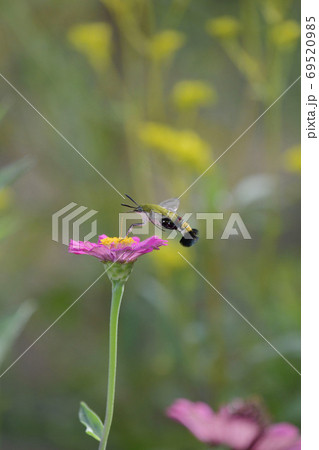 ジニアの花とオオスカシバ ジニアの花とオオスカシバ 69520985