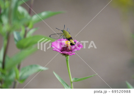 ジニアの花とオオスカシバ ジニアの花とオオスカシバ 69520988