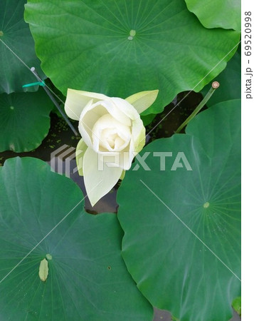 蓮 花 植物 69520998