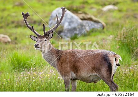 Red Deer Stag.  A red deer stag goes to the toilet in the Scottish highlands. 69522164