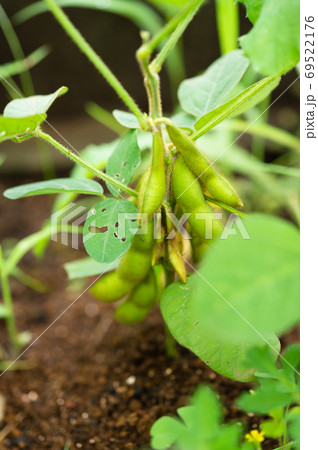 家庭菜園で育った枝豆 緑化 摘心 断根農法の写真素材