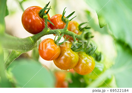 家庭菜園 グラデーションがキレイな みずみずしいトマトの写真素材