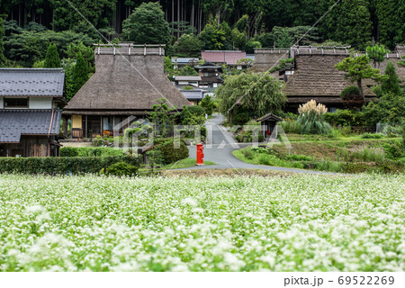 京都府・美山かやぶきの里　そばの花 69522269