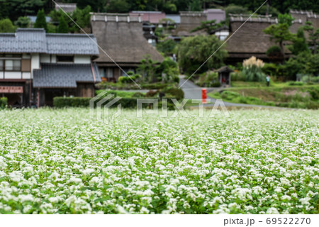 京都府・美山かやぶきの里 そばの花 京都府・美山かやぶきの里 そばの花 69522270