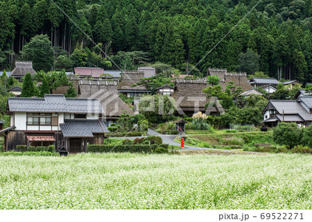京都府・美山かやぶきの里　そばの花 69522271