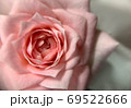 正面から撮ったピンクの薔薇、接写 69522666