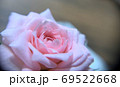 横から撮ったピンクの薔薇、接写 69522668
