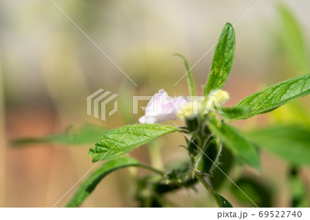 ゴマ ゴマ科ゴマ属 ゴマ ゴマ科ゴマ属 69522740