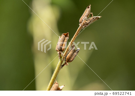 ゴマ ゴマ科ゴマ属 ゴマ ゴマ科ゴマ属 69522741