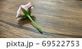 ピンクの薔薇、後ろから萼の撮影 69522753