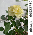 白い薔薇を横から撮影 69522760