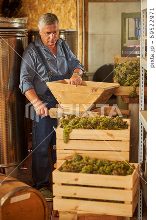 Winery worker preparing a press for crushing grapes Winery worker preparing a press for crushing grapes 69522971