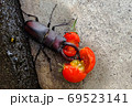 トマトを食べるクワガタ 69523141