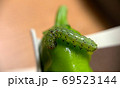 緑の幼虫、芋虫 69523144
