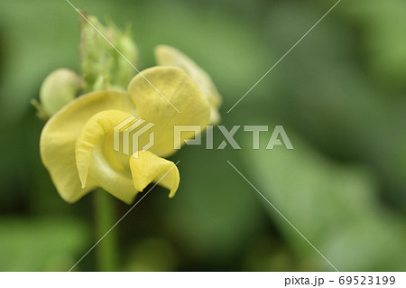 ヤブツルアズキ ヤブツルアズキ 69523199