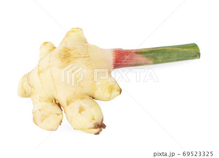 Young galangal an isolated on white background 69523325