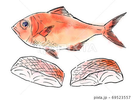 水彩イラスト 魚介 魚 海鮮 金目鯛 キンメのイラスト素材