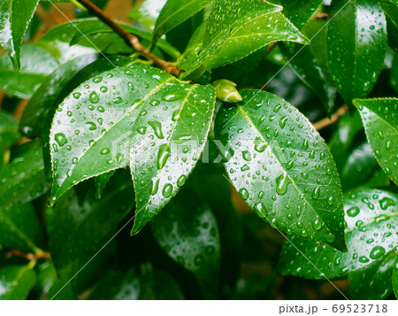 雨上がりの葉(ツバキの葉) 69523718