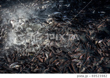 Pangasius and freshwater species in Asia are popular for food exports. Fish raised in a closed system 69523982