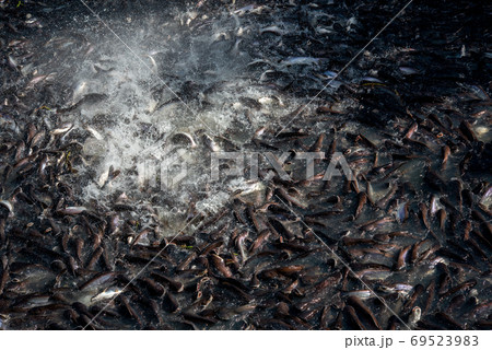 Pangasius and freshwater species in Asia are popular for food exports. Fish raised in a closed system 69523983