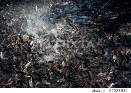 Pangasius and freshwater species in Asia are popular for food exports. Fish raised in a closed system 69523985