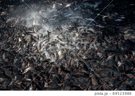 Pangasius and freshwater species in Asia are popular for food exports. Fish raised in a closed system 69523986