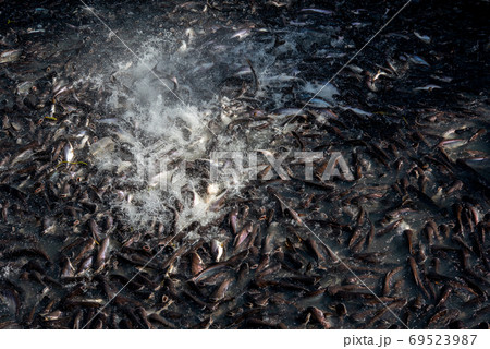 Pangasius and freshwater species in Asia are popular for food exports. Fish raised in a closed system 69523987