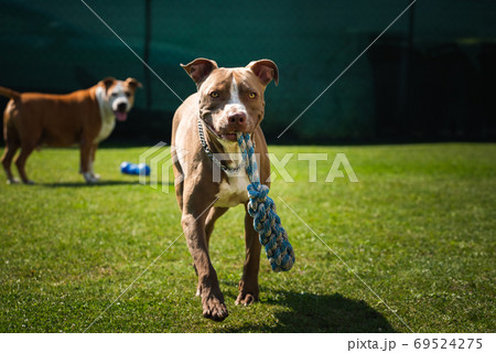 Dog running in backyard, amstaff terrier with toy rope runs towards camera. Dog running in backyard, amstaff terrier with toy rope runs towards camera. 69524275