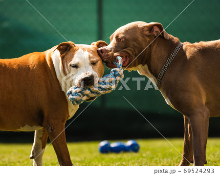 Two dogs amstaff terrier playing tug of war outside. Young and old dog fun in backyard. Two dogs amstaff terrier playing tug of war outside. Young and old dog fun in backyard. 69524293