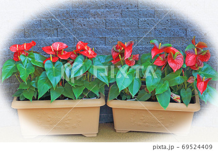 植物園 69524409