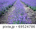 ラベンダー畑　 69524786