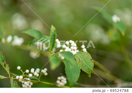 シラタマコシキブ クマツヅラ科ムラサキシキブ属 69524788