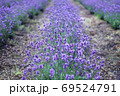 ラベンダー畑　 69524791